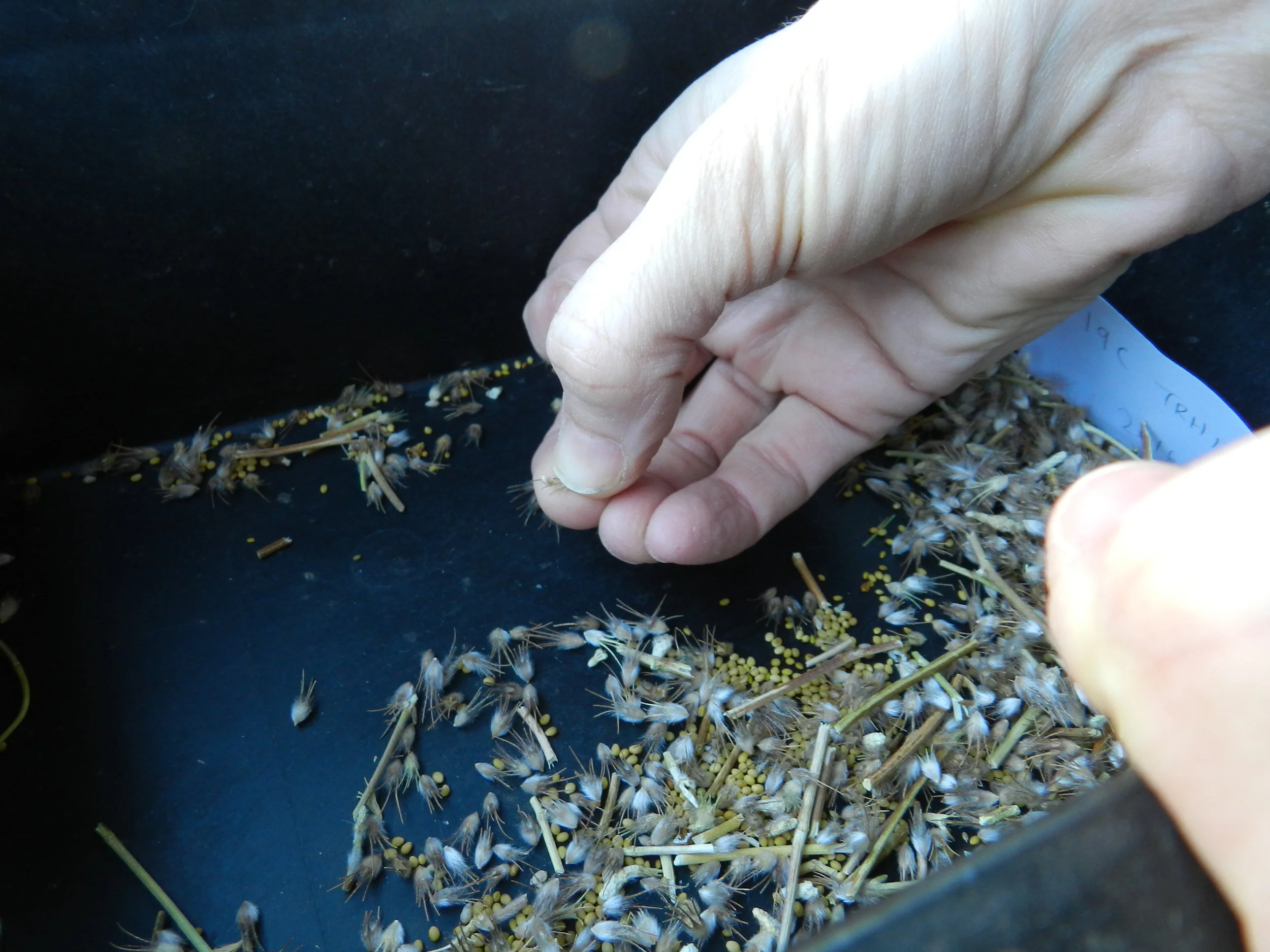 The First Characterization of the Seed Industry for Herbaceous Native Species in Europe