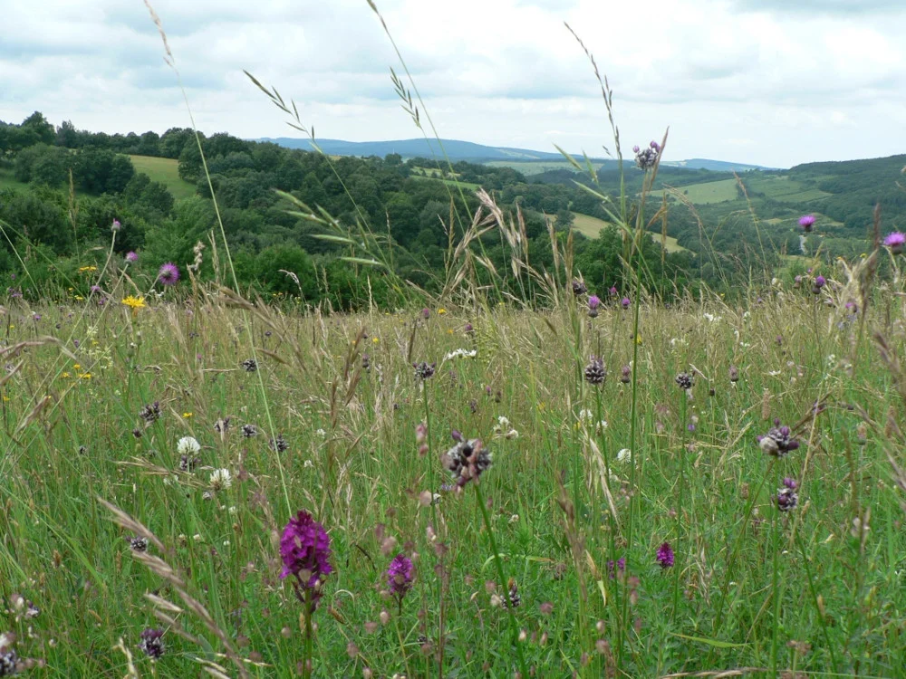 Fig. 1. Species-rich grassland in Jazevci National Nature Reserve.