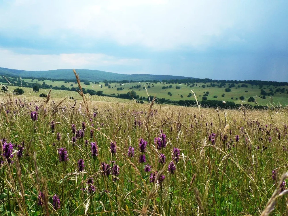 Fig. 2. Grassland restored with a regional seed mixture in the bufferzone of Certoryje National Nature Reserve. (I. Jongepierová)