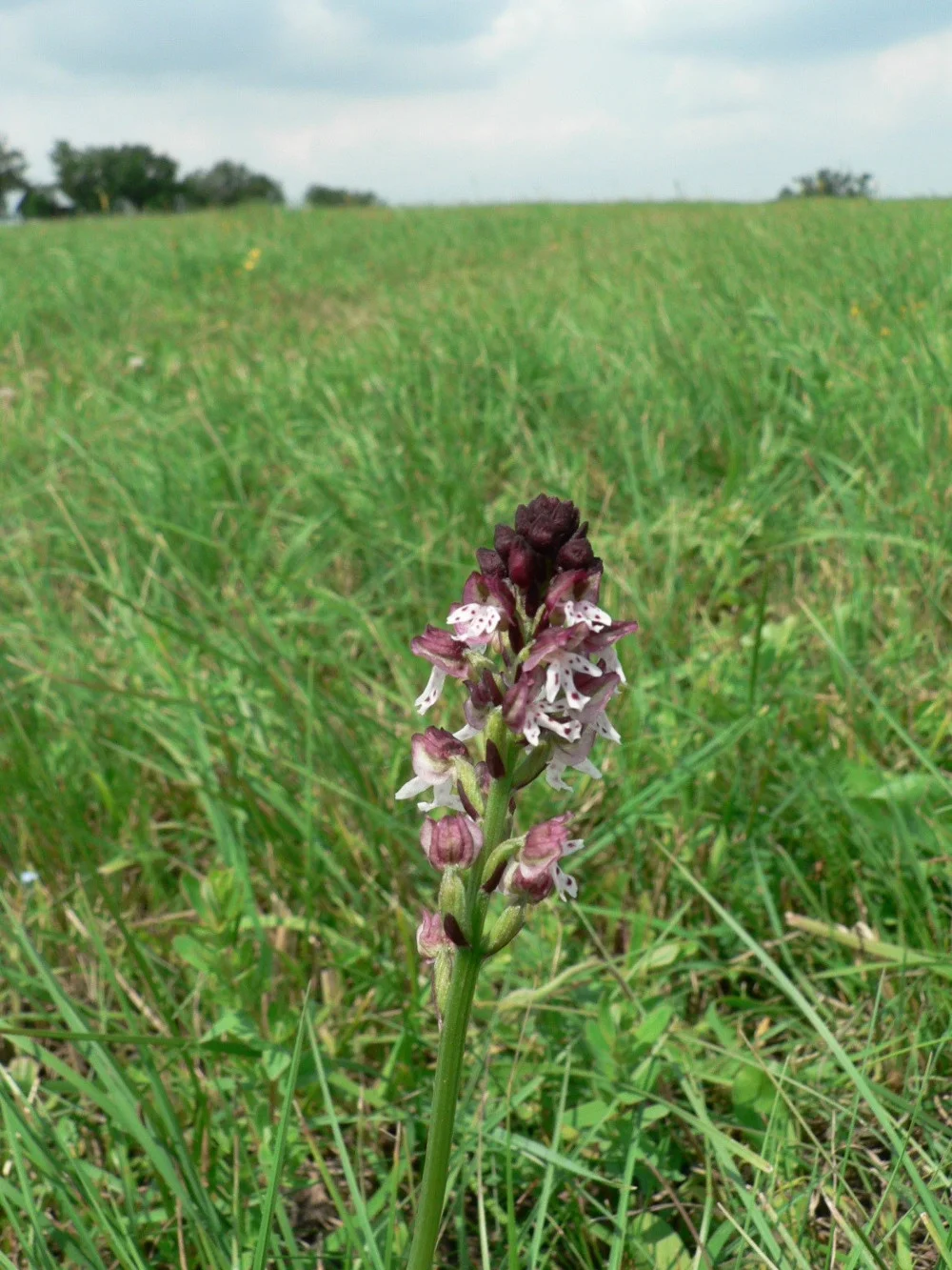 Fig. 5. Orchis ustulata appeared 8 years after regrassing. (J.W. Jongepier)