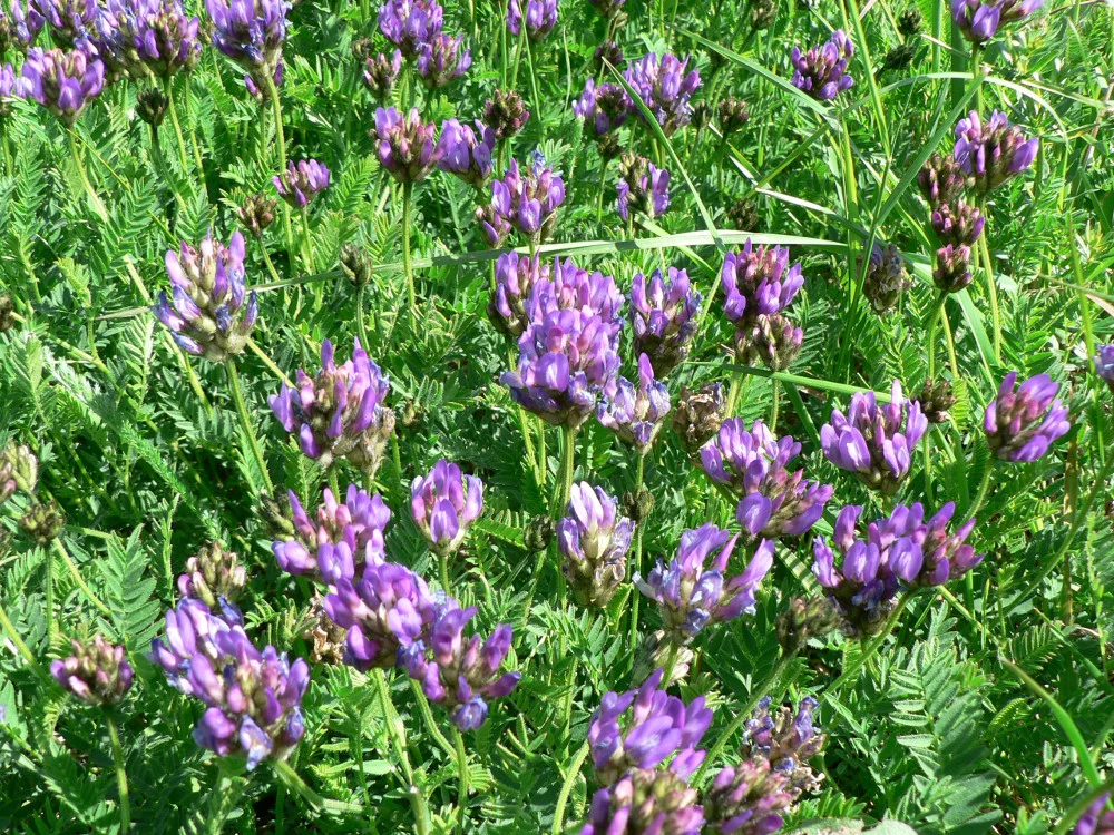 Fig. 7. Astragalus danicus is a species often appearing in re-created grasslands a few years after sowing a regional seed mixture. (J.W. Jongepier)