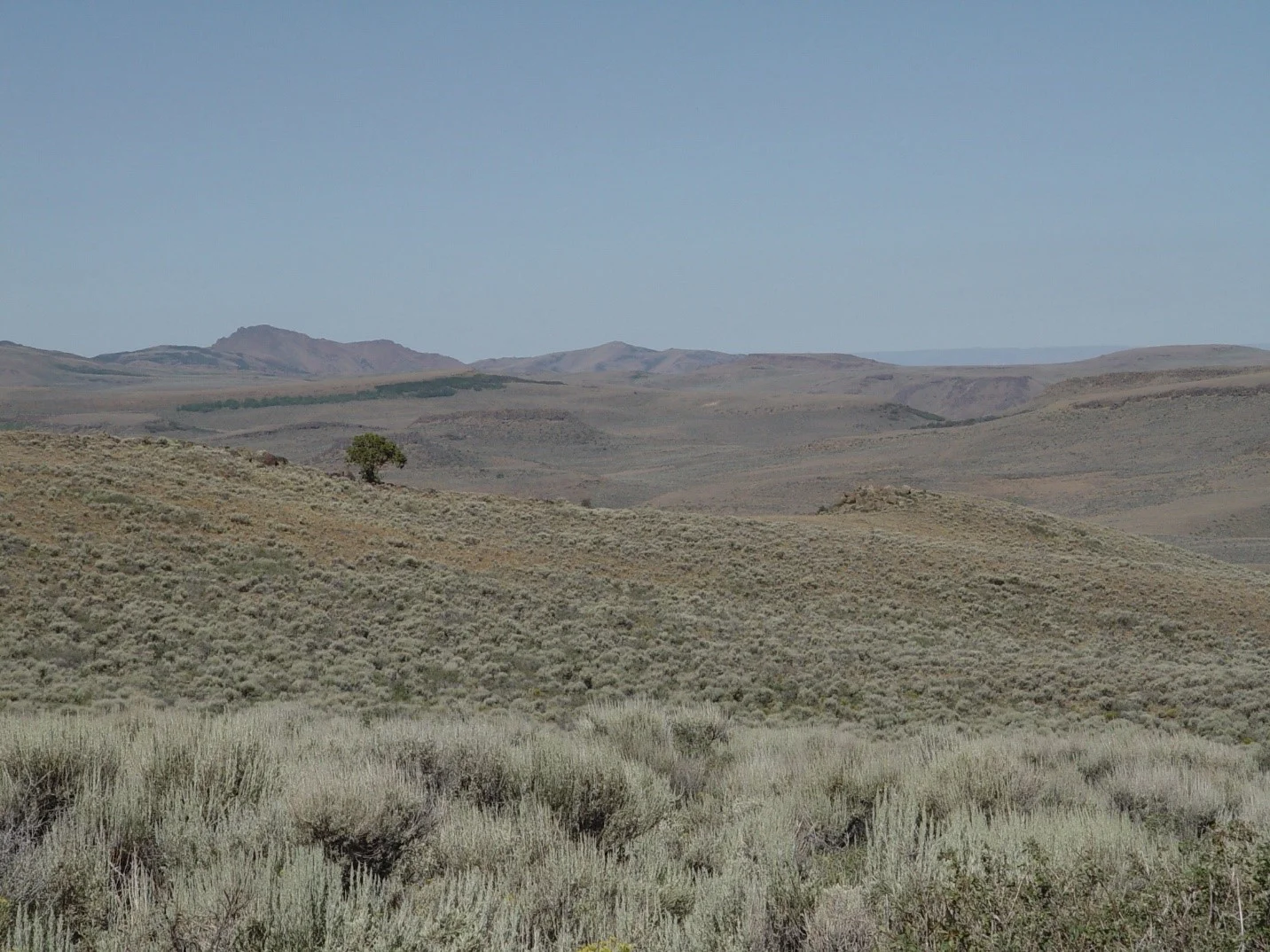 Figure 1. The sagebrush biome can be comprised of several species, but the most dominant is big sagebrush ( Artemisia tridentata ) occupying sites from 300 to 3,000 m. This broad ecological breadth is further divided into three predominant subspecies ( tridentata , wyomingensis and vaseyana ) that occupy different ecological niche. (Photo: Nancy Shaw)