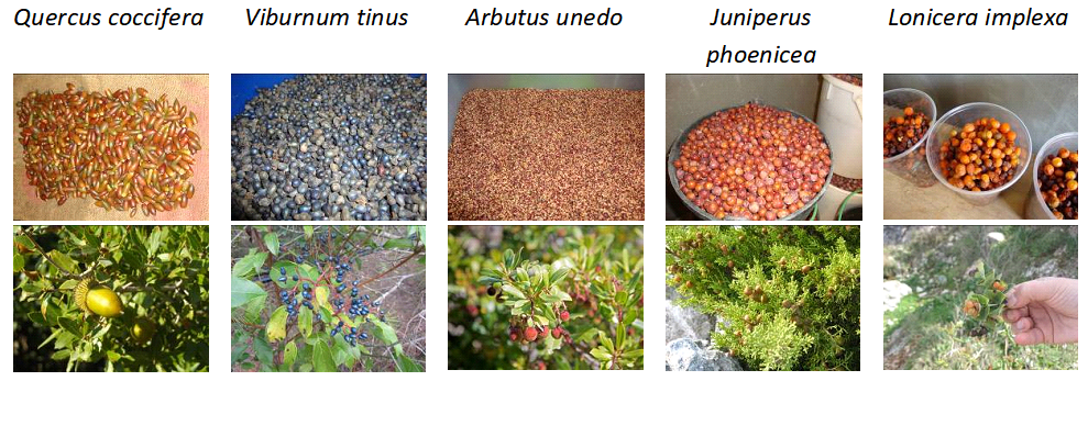 Some examples of the seeds/fruits of the species produced in the plant nursery