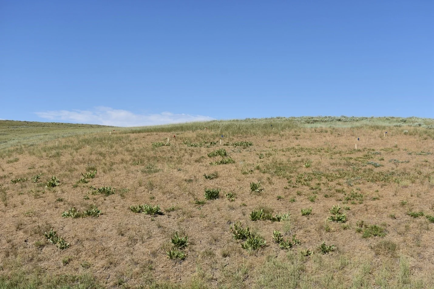 A “scab” site in California Park that doesn’t support perennial vegetation well and often slumps.