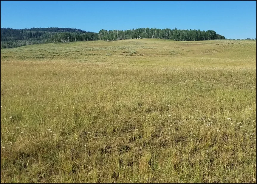 Degraded site number 1 (dominated by a monoculture of Timothy ( Phleum pratense )