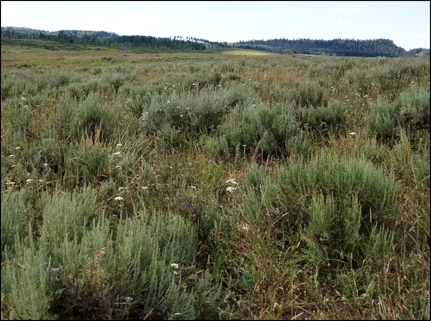 Using the Soil Seed Bank to Inform Ecological Restoration in a Colorado