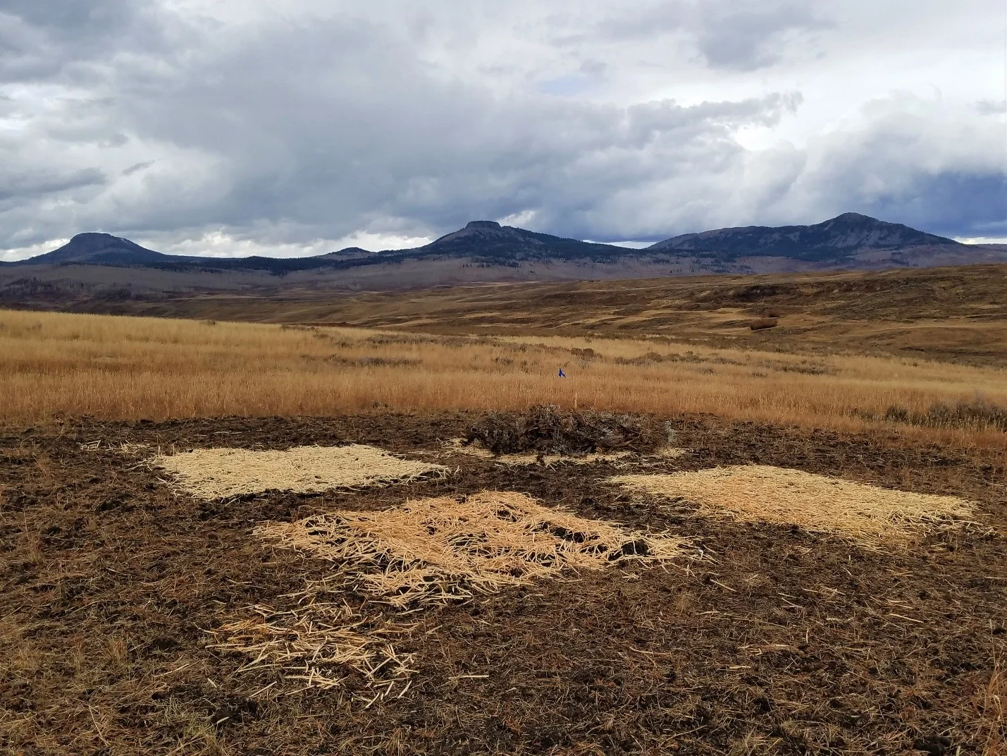 Study plot on a pasture grass dominated site in the southern end of California Park, October 2018.