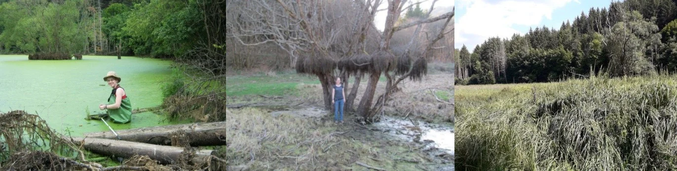 Drying out of a wetland in Tebepuszta, North Hungary. The photos were taken in 2011, 2014, and 2018 by Judit Fekete. The lone willow shrub can serve as a reference point.