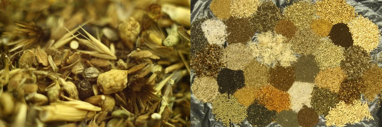 For the restoration of dry grasslands, high-diversity seed mixtures containing several native species that are able to tolerate the predicted future climatic conditions should be prioritized. In a large-scale grassland restoration in Hortobágy National Park, Hungary we used seed mixture of 35 native species (Valkó et al 2016). Photos by Tamás Miglécz.