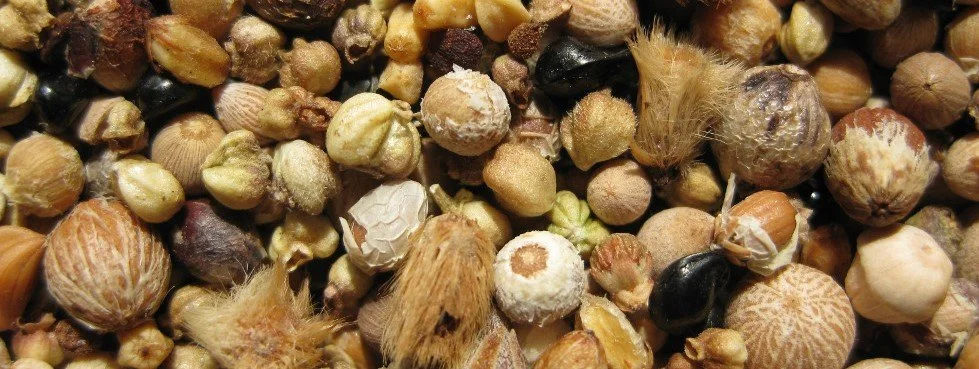 IMG_0498 Kingsley Dixon_Thin.JPG