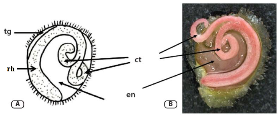 Understanding the Tetrazolium Test in Seed Analysis