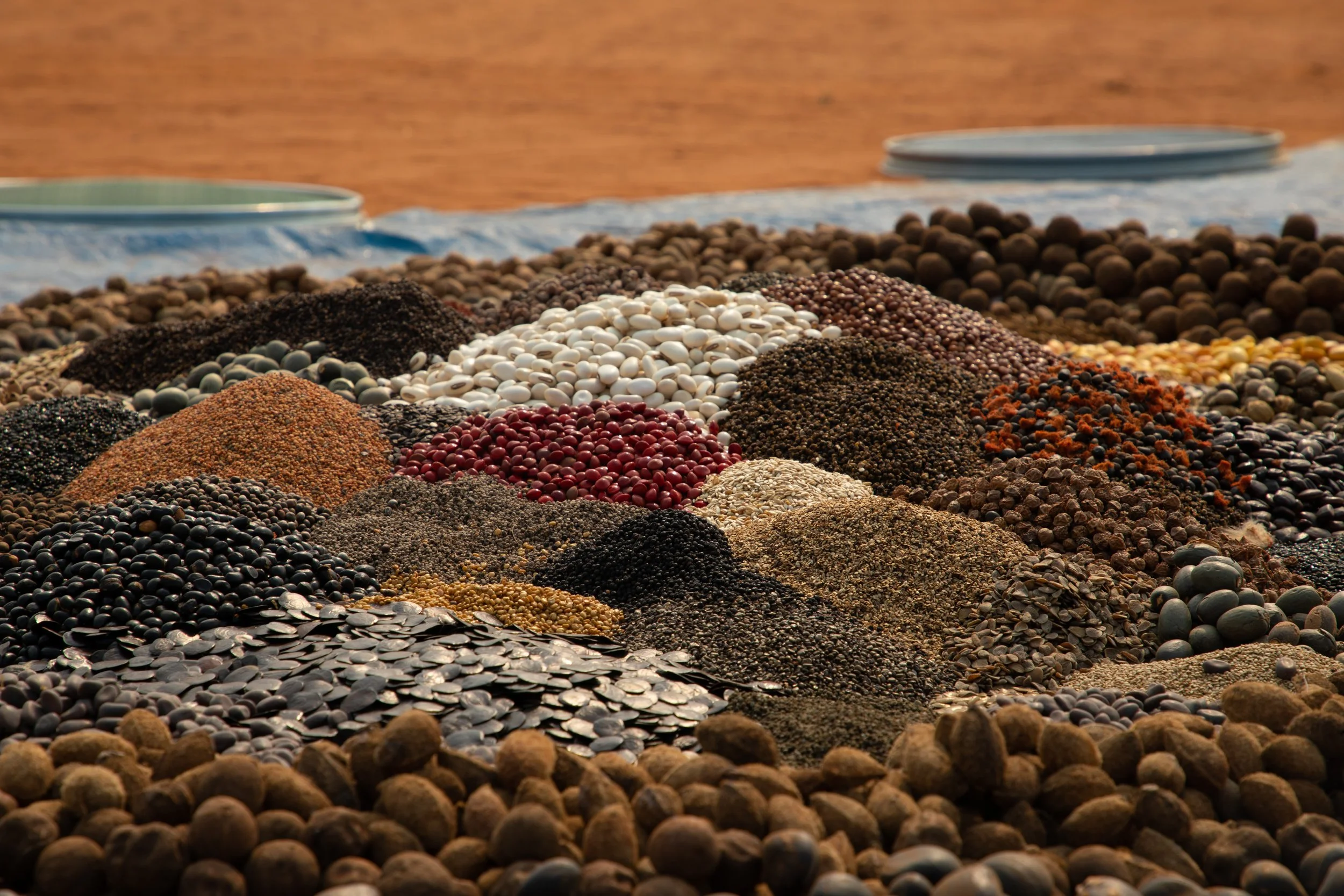 The incredible web of community-based seed-collecting networks you never imagined existed in Brazil