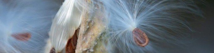 Webinar Invitation: Strengthening the National Native Seed Sector