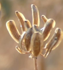 First Annual Canadian Native Seed Summit