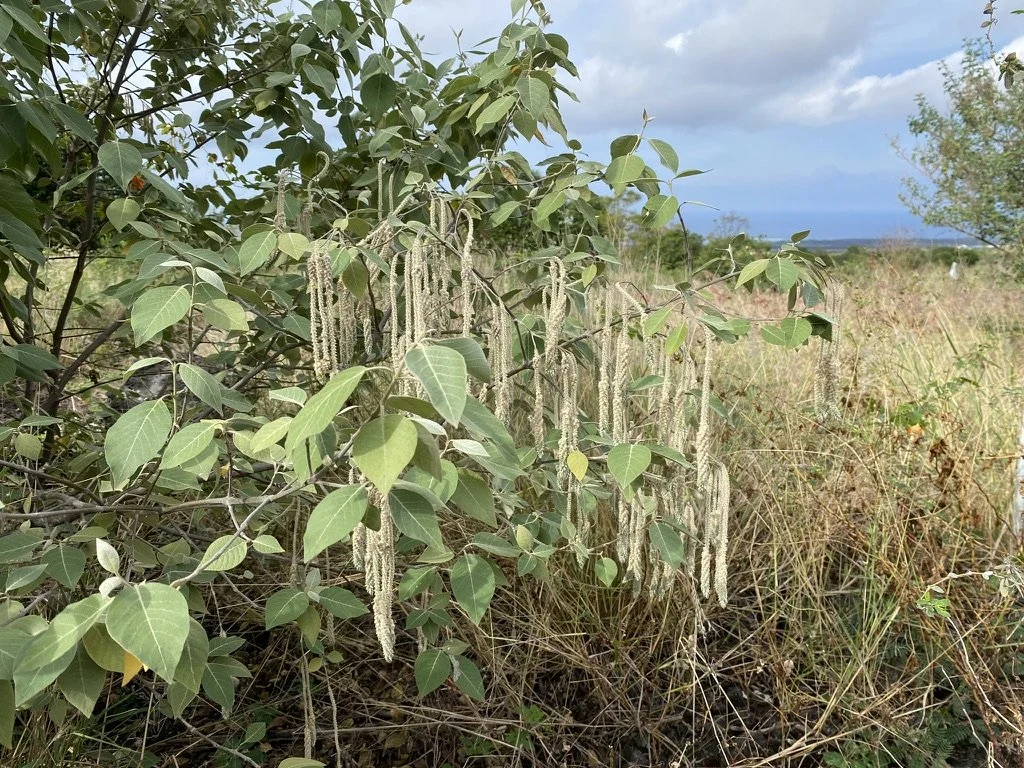 Hawaii Island Seed Bank Planting a Seed in our Youth