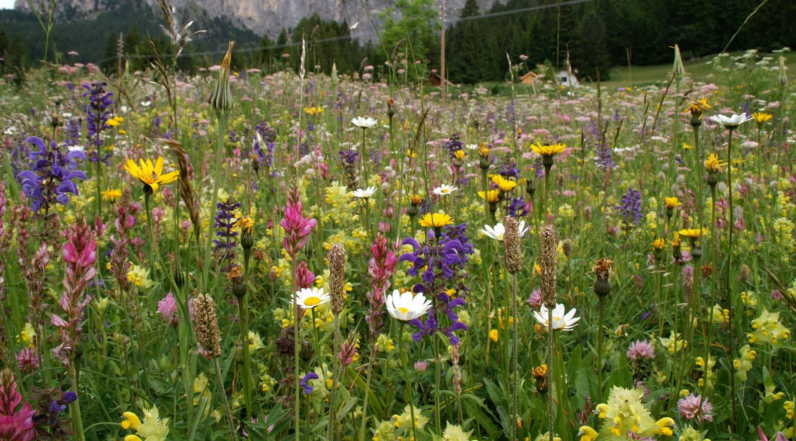 Ambiente prato fiorito mesofilo alpino Simone Pedrini.JPG