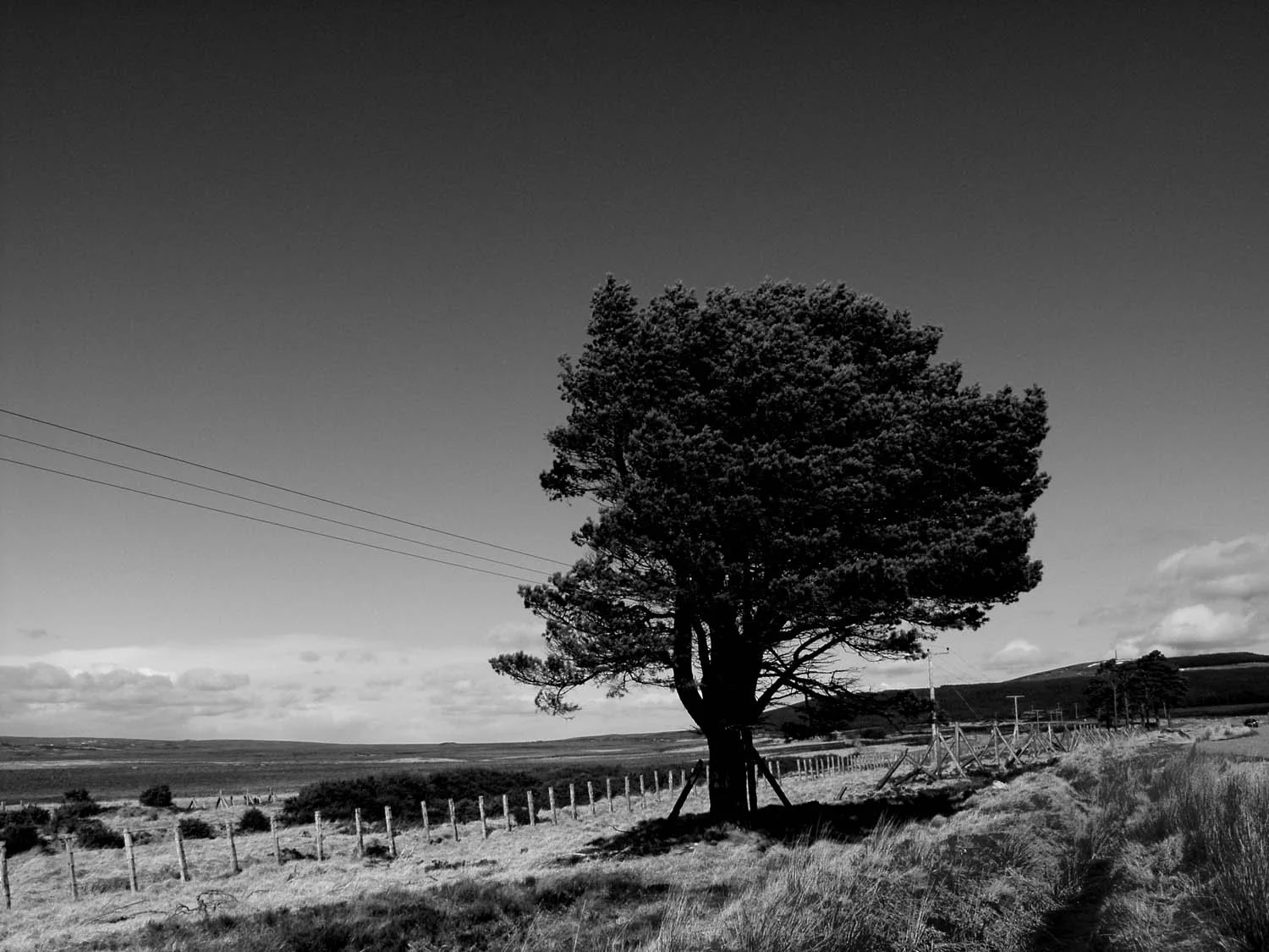 North Tree P3290108.jpg