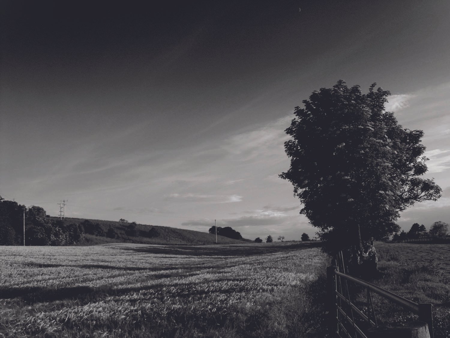 CC Tree and barley 2 P7010343.jpg