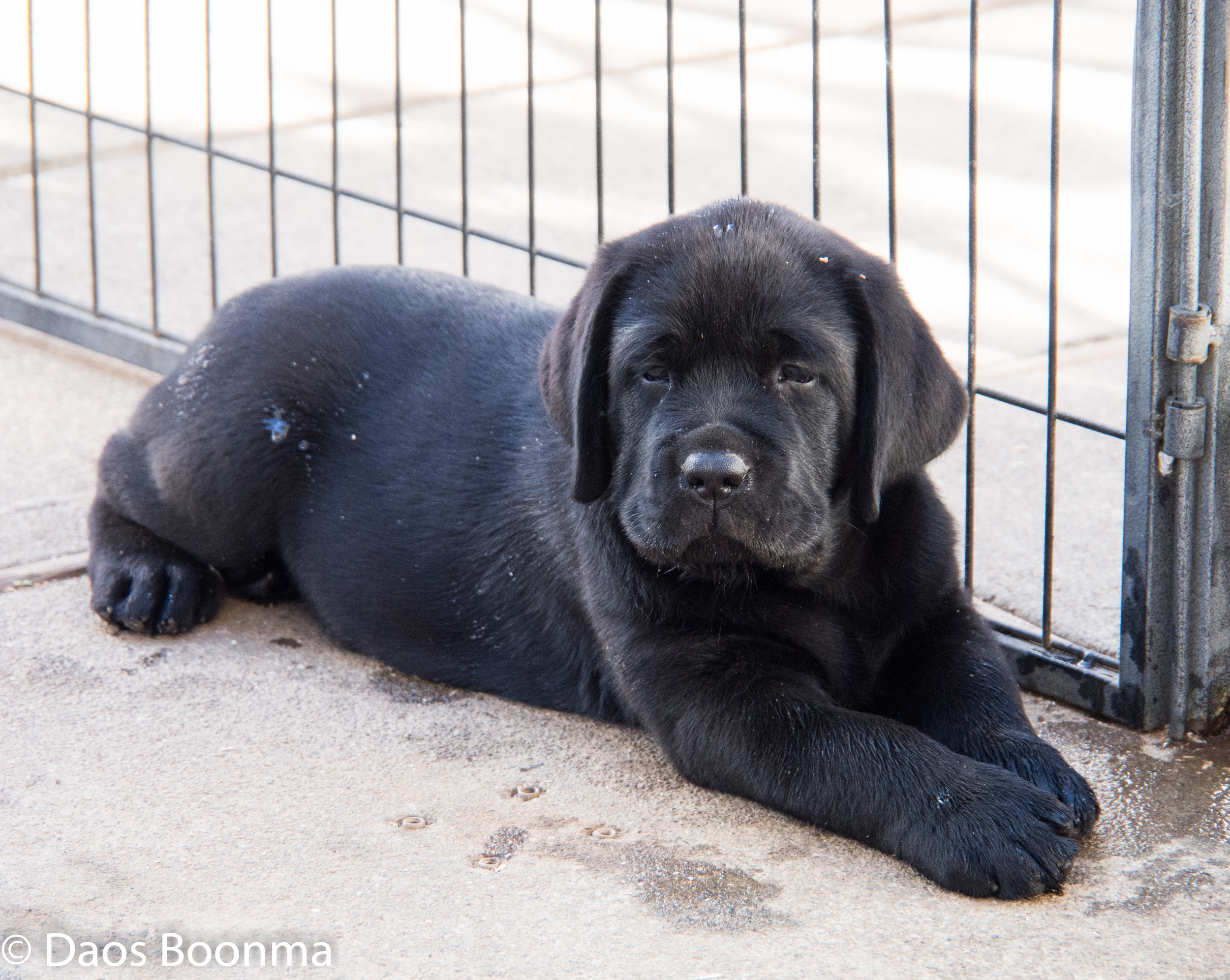 Khan at 8 weeks old.