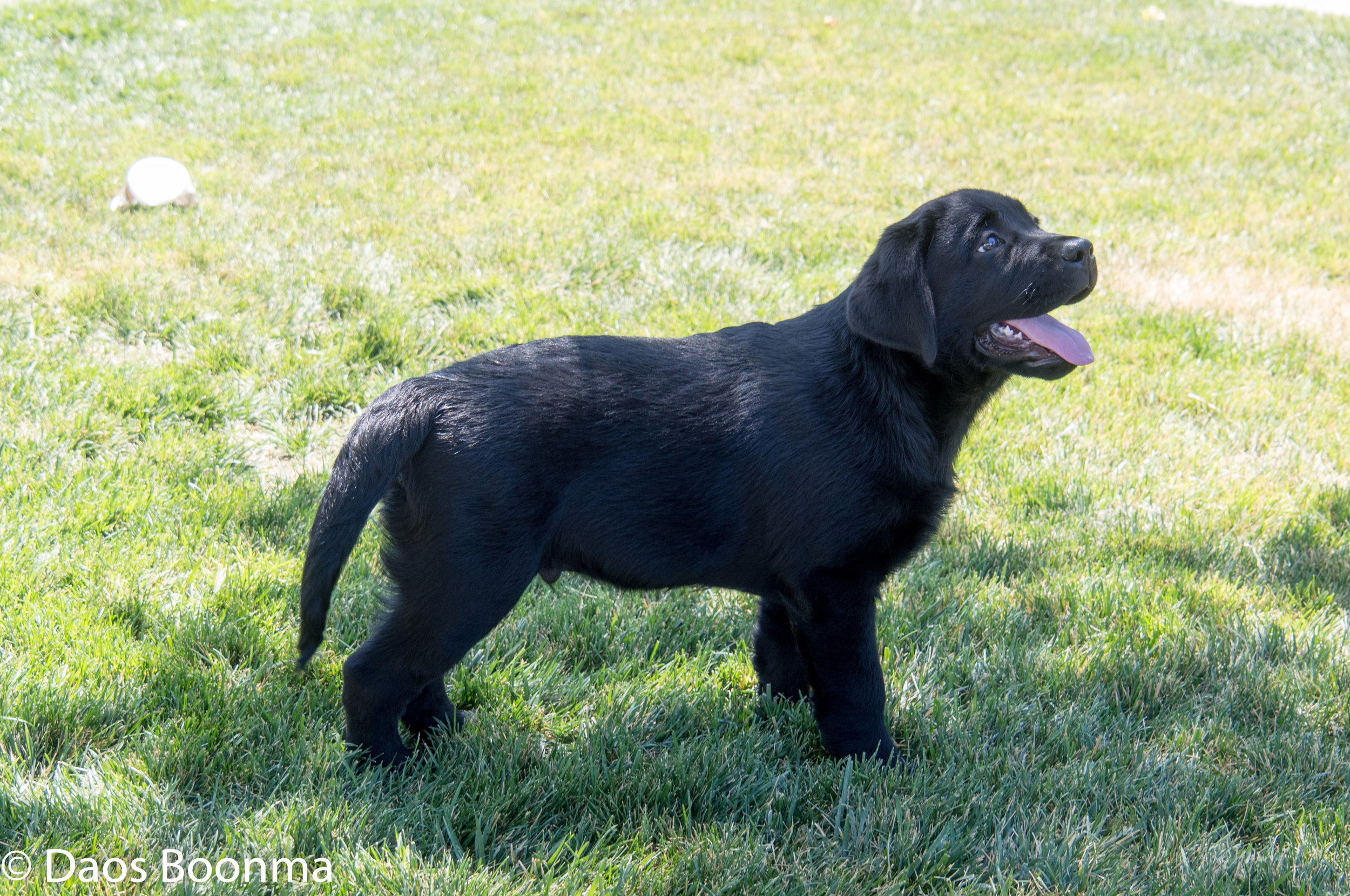 Khan at 12 weeks of age.