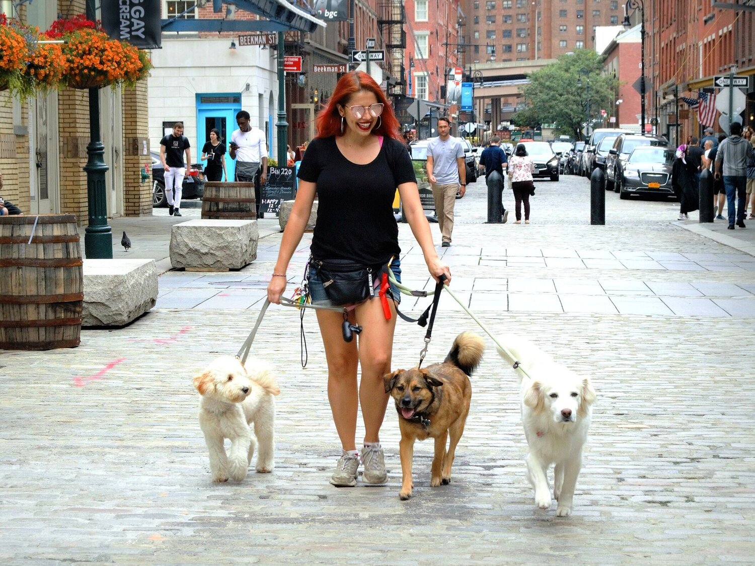 Hudson's Hounds NYC Dog Walking Services