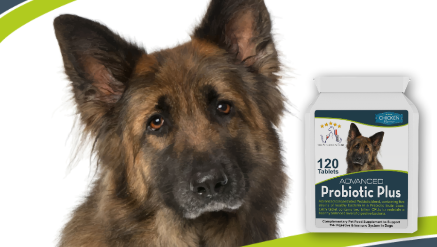 advanced probiotic plus for dogs