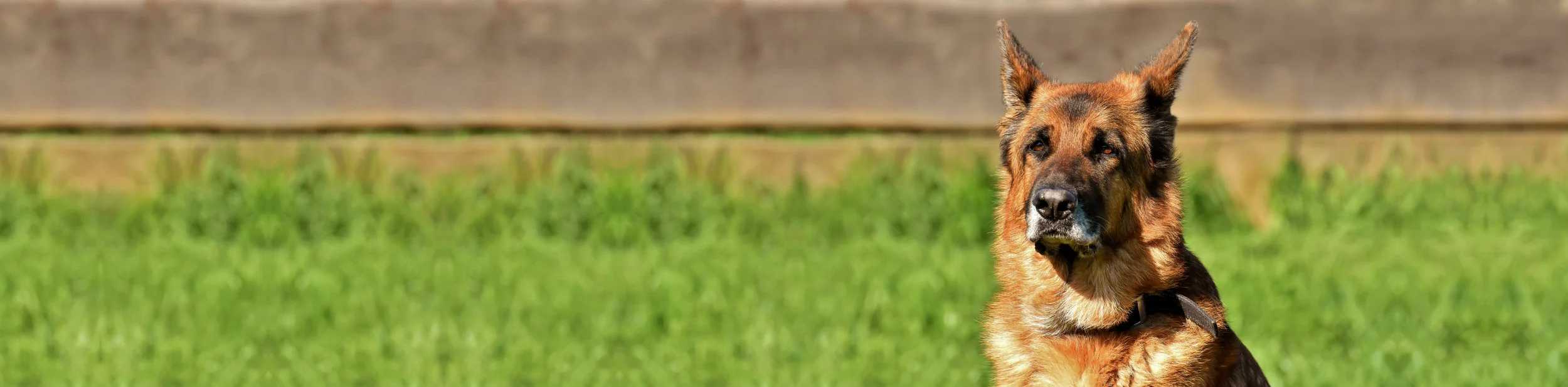 advanced probiotic plus for dogs