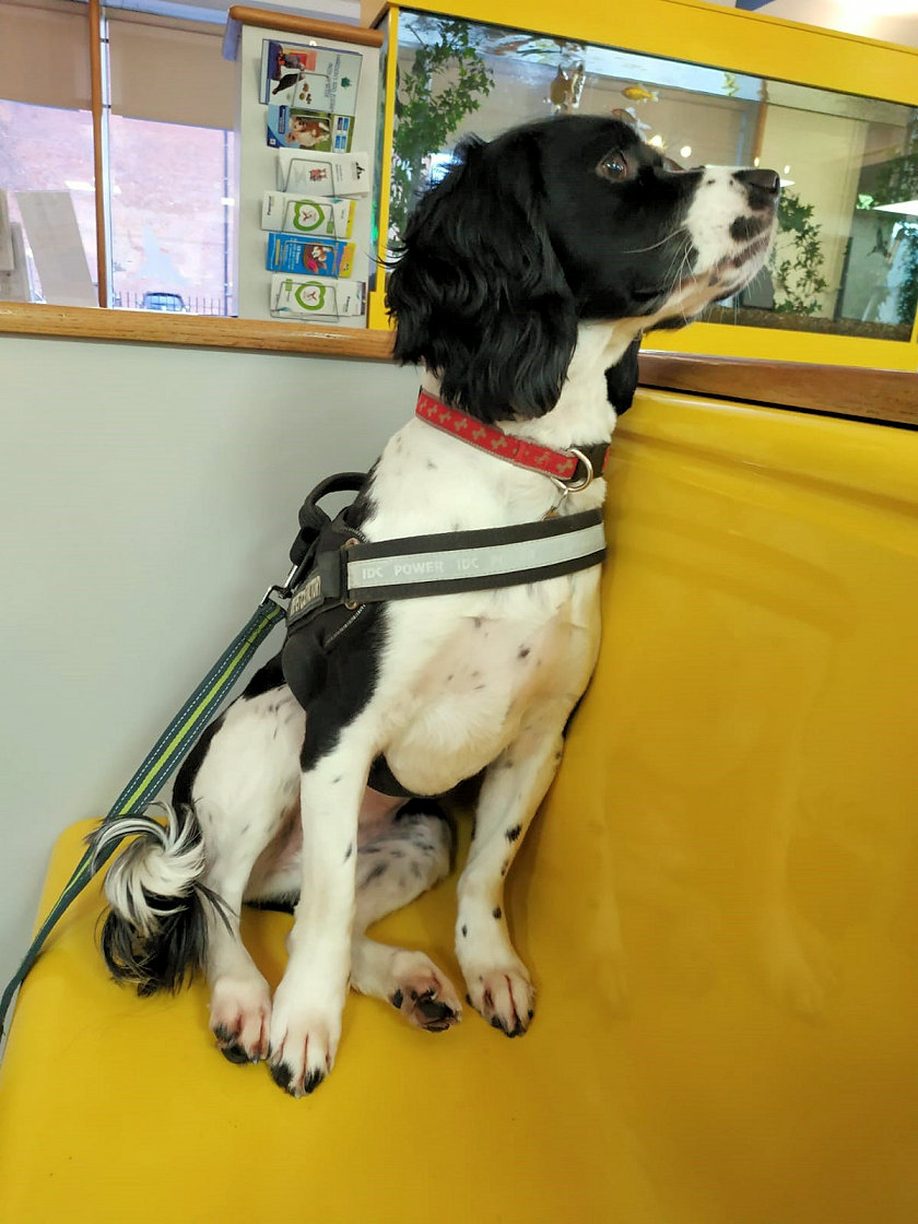 waiting-at-vets-1.jpg