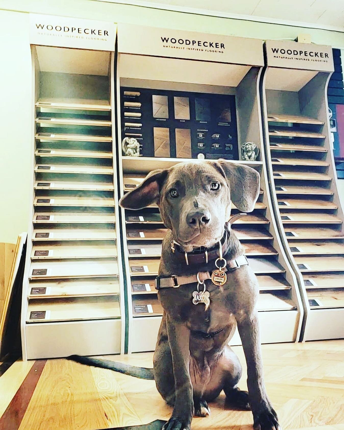 Meet Jaxon!!! The showroom guardian. And behind Jax we have a beautiful @wearewoodpecker @woodpeckerflooringus  wood flooring display @lorinemtage .  Come and visit us at 539 Broad st Central Falls RI. Call 401-4990037 to make an appointment. Or visi