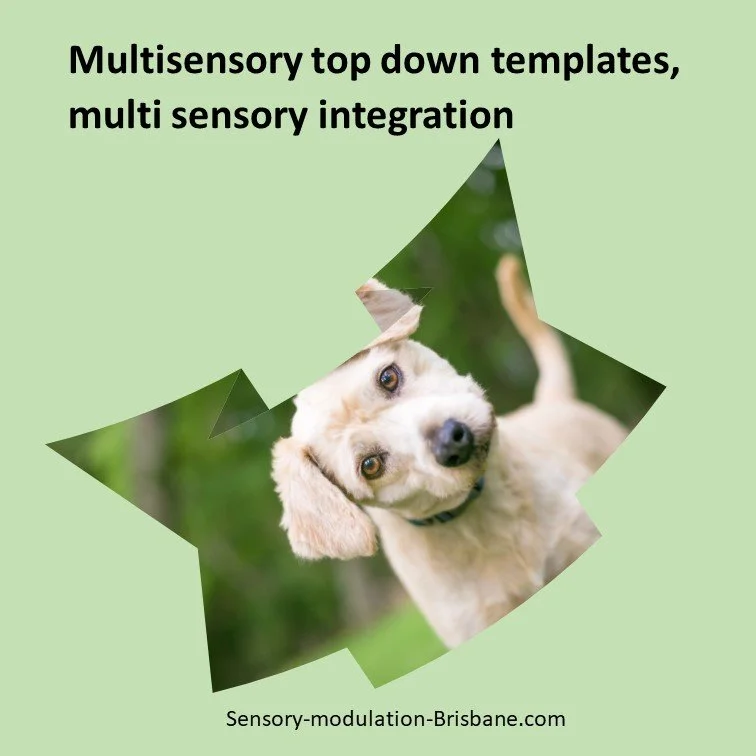 Multisensory top down templates and multi sensory integration