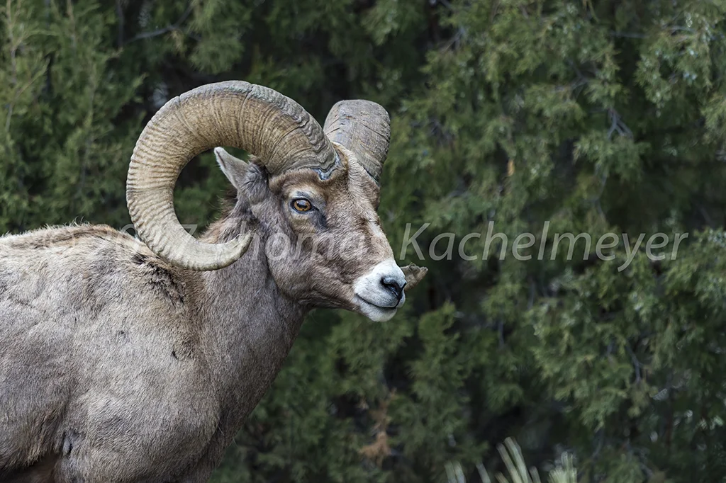 Yellowstone Ram 0423 Print WS-22.jpg