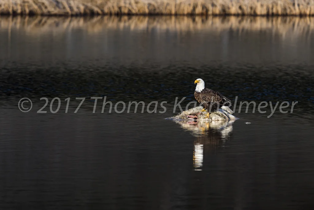 Yellowstone Eagle 0423 Print WS-6.jpg