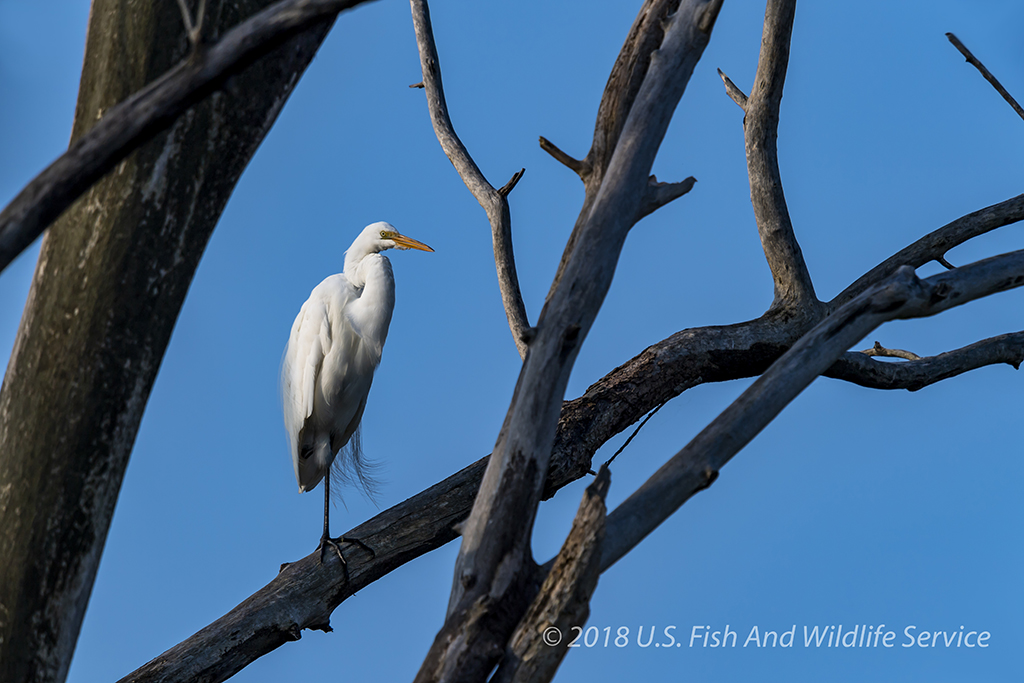 Fix Unit Egret 071718-2 WS.jpg