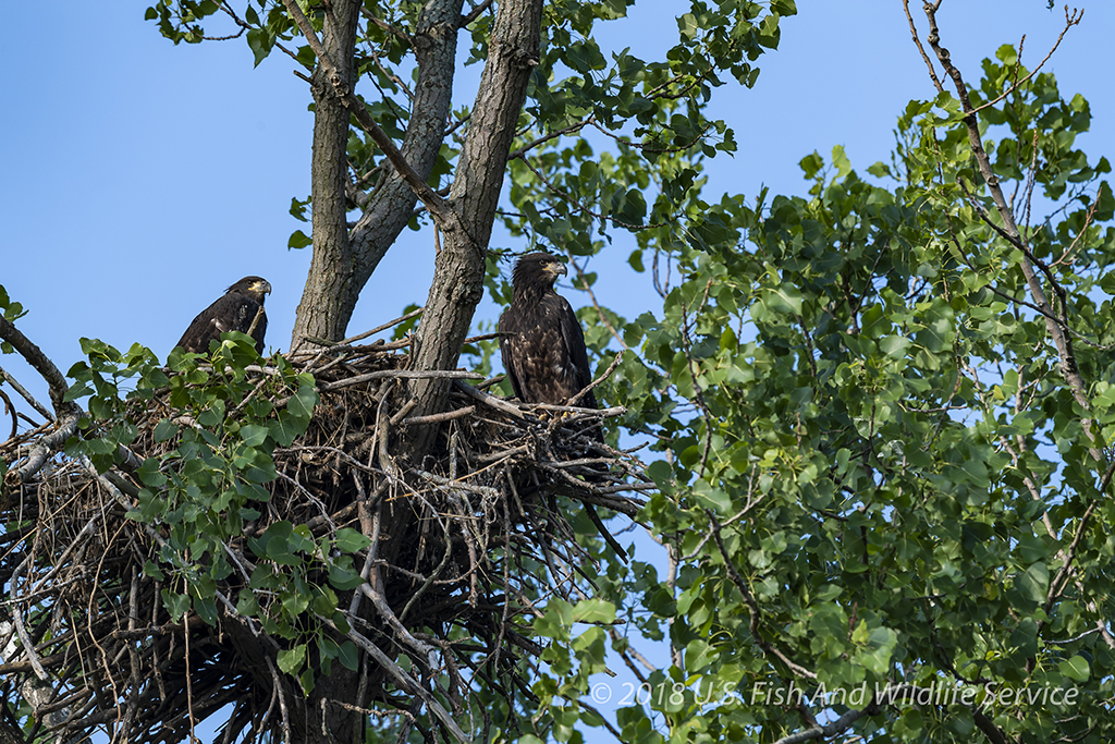 USFWS Fix Unit Juvenile 063018-6 WS.jpg