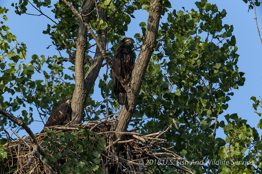 USFWS Fix Unit Juvenile 063018-4 WS.jpg