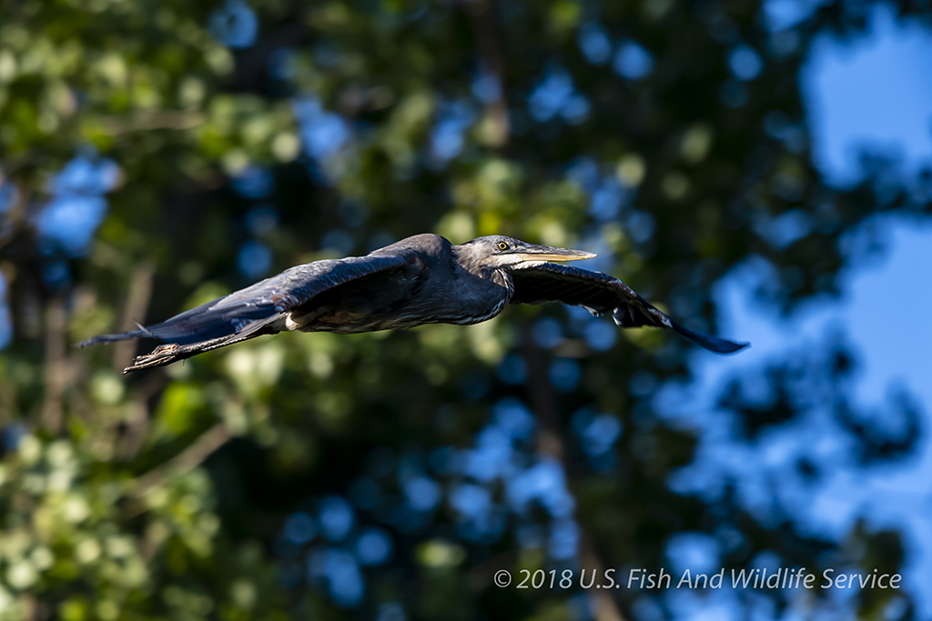 USFWS Fix Unit Blue Heron 070718 WS-2.jpg