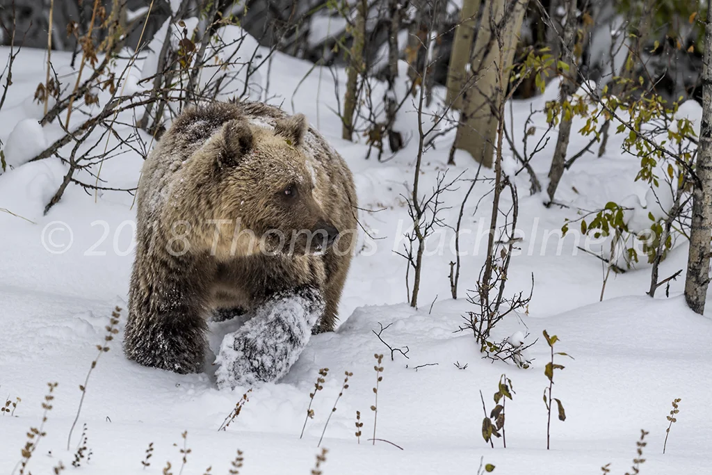 Hintin 2018 Grizzly D5 WS-8.jpg