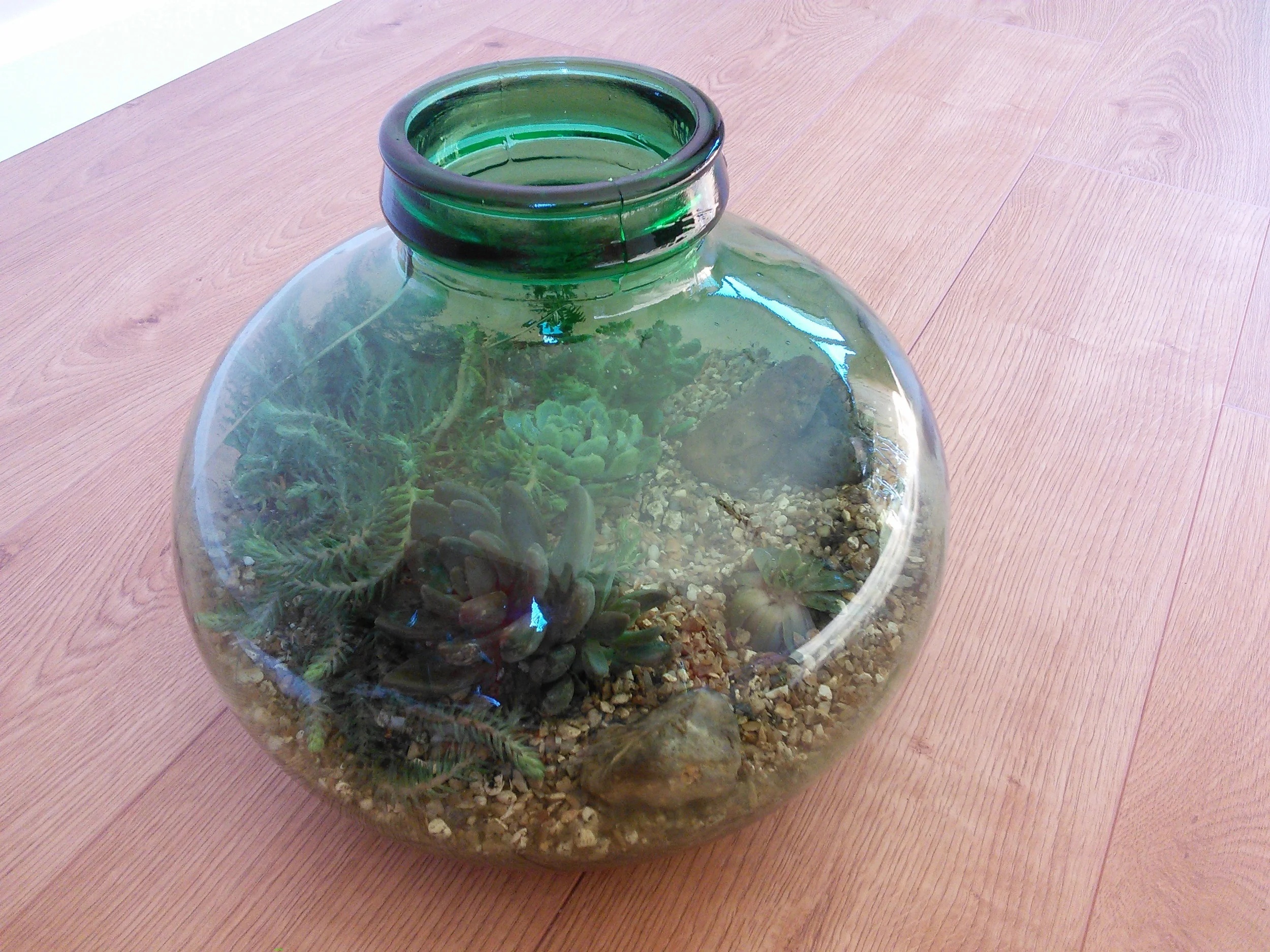 Succulents bottle garden