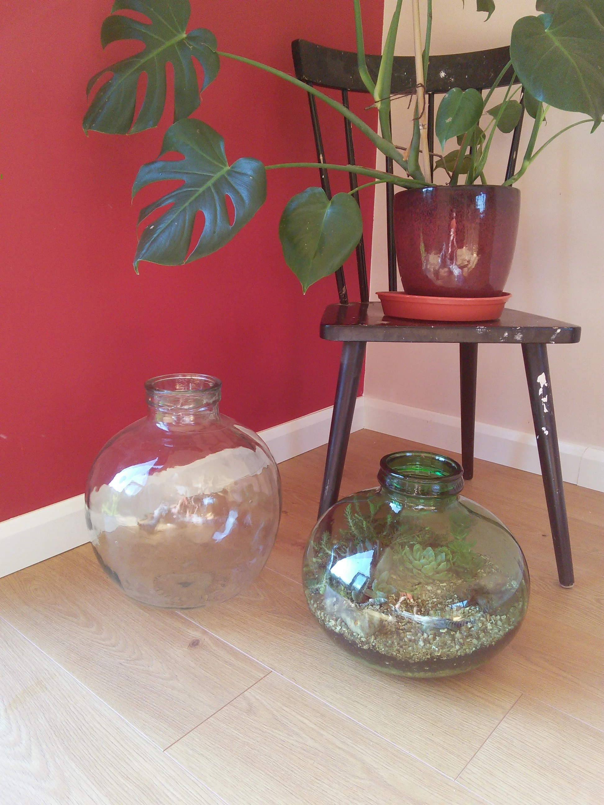 Bottle garden chillin' with Chester, our cheeseplant who I have not yet killed, and the other bottle I got from eBay. Check back in May for another bottle garden post where I fill the other carboy and let you know how the succulents have survived.