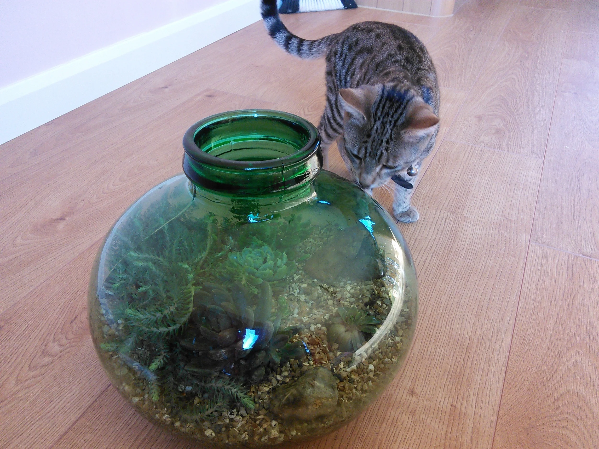 D helped. If your definition of the word 'help' includes trying to chew my plants, splaying out on the patio behind me so I was in constant fear of stepping backwards onto him, being underfoot when I carried heavy full bottle garden up to the dining room, and showing up to take all the credit in time for this photo. My hope is that he won't decide to use it as a holding cell for the unfortunate creatures he brings in as presents/to play with.