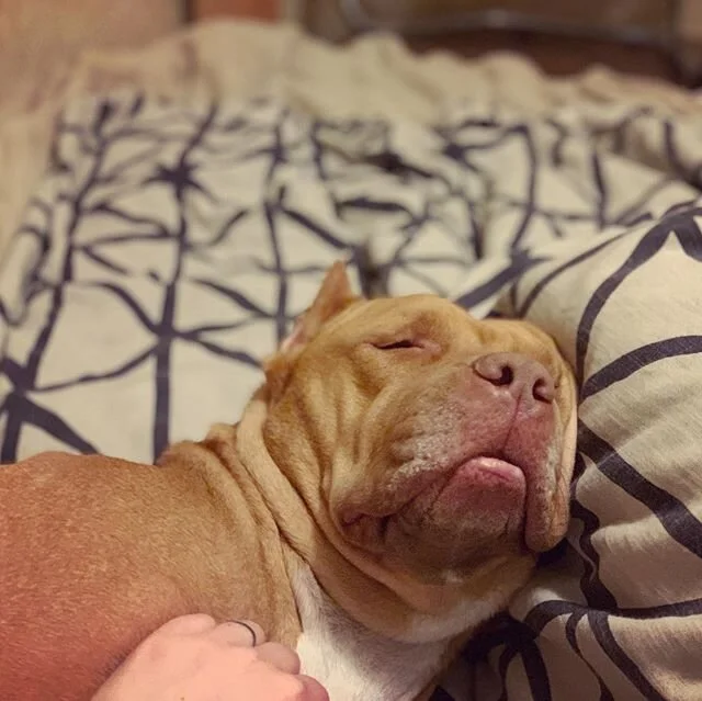 the many moods of Beatrix
.
.
.
#pitbull #pitbullsofinstagram #pitbullsofig #pittiesofinstagram #pittienation #pittielove #velvethippo #snoot #boopthesnoot #amstaff #amstaffsofinstagram #amstaffsofig #rescuedog #rescuedogsofinstagram #rescuedogsofig