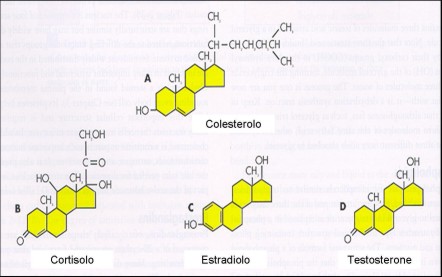 STRUTTURA COMUNE DEL COLESTEROLO E DEGLI ORMONI SESSUALI