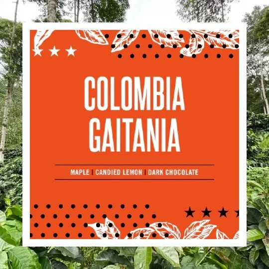 Colombia Gaitania is a coffee that invites you to slow down and savor ☕🇨🇴

Grown high in the mountains of Tolima and thoughtfully produced by the ACEDGA cooperative, this cup tells a story of care at every step&mdash;from handpicked cherries to met