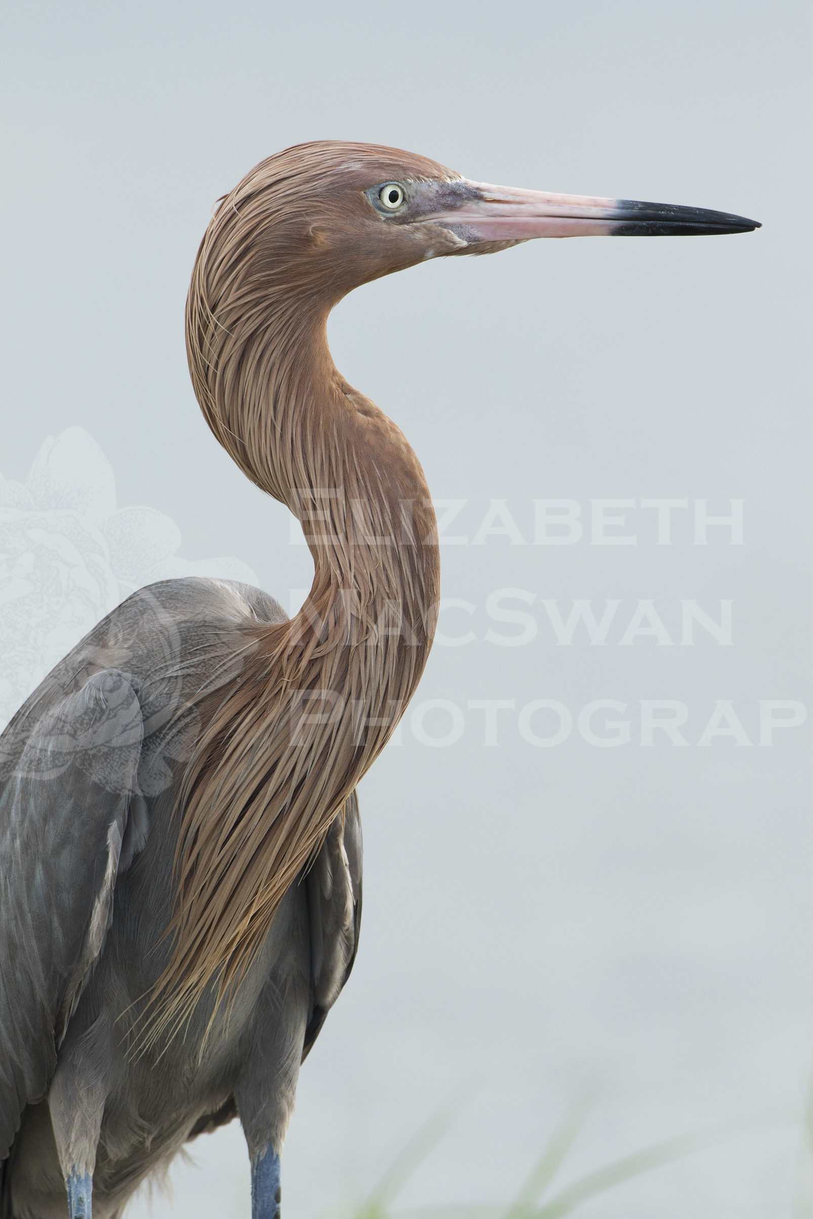 _X9A2478-3 Reddish egret profile.jpg