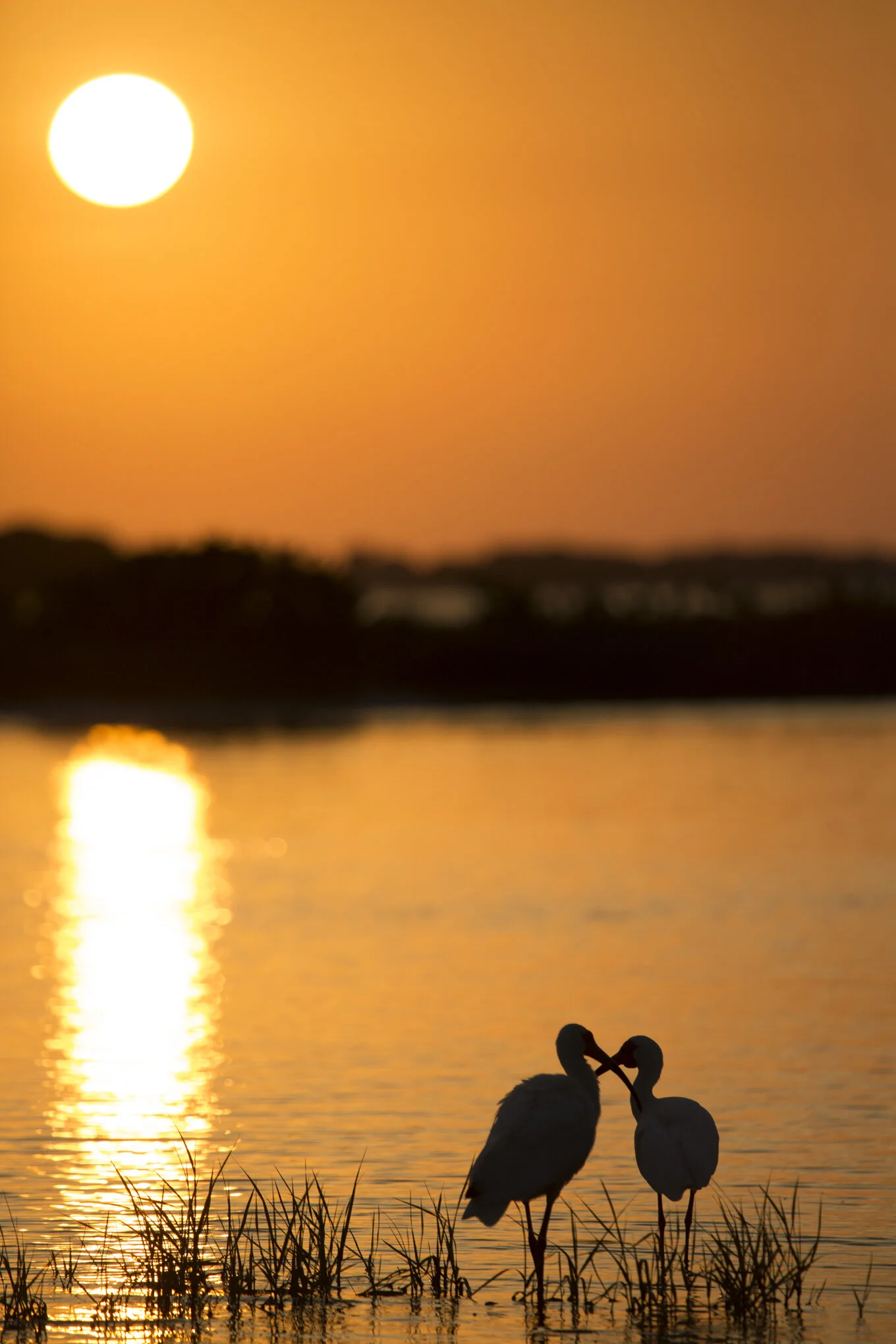 0N8A1148 white ibis sunrise.jpg