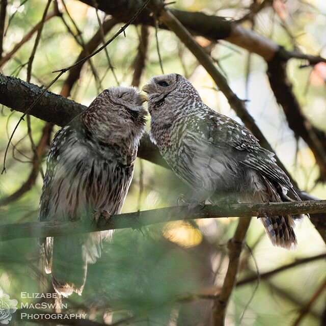 It is always special to photograph wild animals showing affection towards each other.  You never know when it will happen.  I had been photographing this pair of Barred Owls for about an hour.  They hopped around a little bit, but they had barely spe