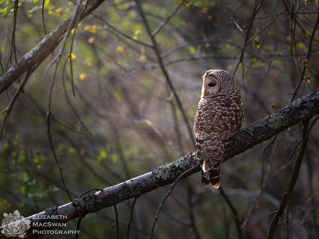 Barred Owl in a ray of light.  This image is one of my favorites I&rsquo;ve gotten of a Barred Owl.  I had been photographing this bird with its mate when it flew off, very low.  I thought I could find it, so I decided to see where it landed.  I foun