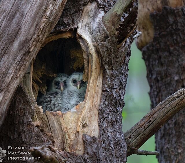 Today I was given a tremendous gift - I got to see 2 different Barred Owl families.  Both adults of both fams, plus 5 kiddos (3 in one family, 2 in the other). These two were not always visible in their cavity, but gave me some nice looks when they w