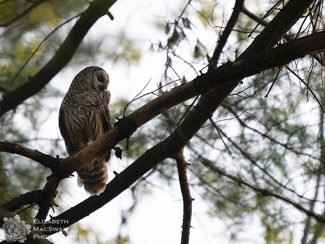 I&rsquo;ve been having computer issues, and as a result I have quite a backlog of images to download and processing, not to mention tons of video!  Here is one of a Barred Owl adults I&rsquo;ve been visiting with half a chipmunk.  I&rsquo;ve been obs