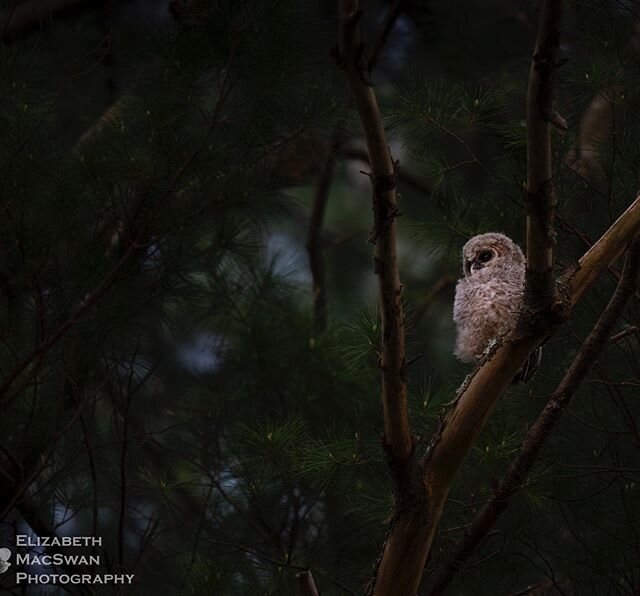 A Barred Owlet (or is it Barred Owl owlet? 🤔) I have had the privilege of observing and photographing.  Photographing these guys has been incredibly challenging, but it&rsquo;s also been really cool to learn about them through observation.  #barredo